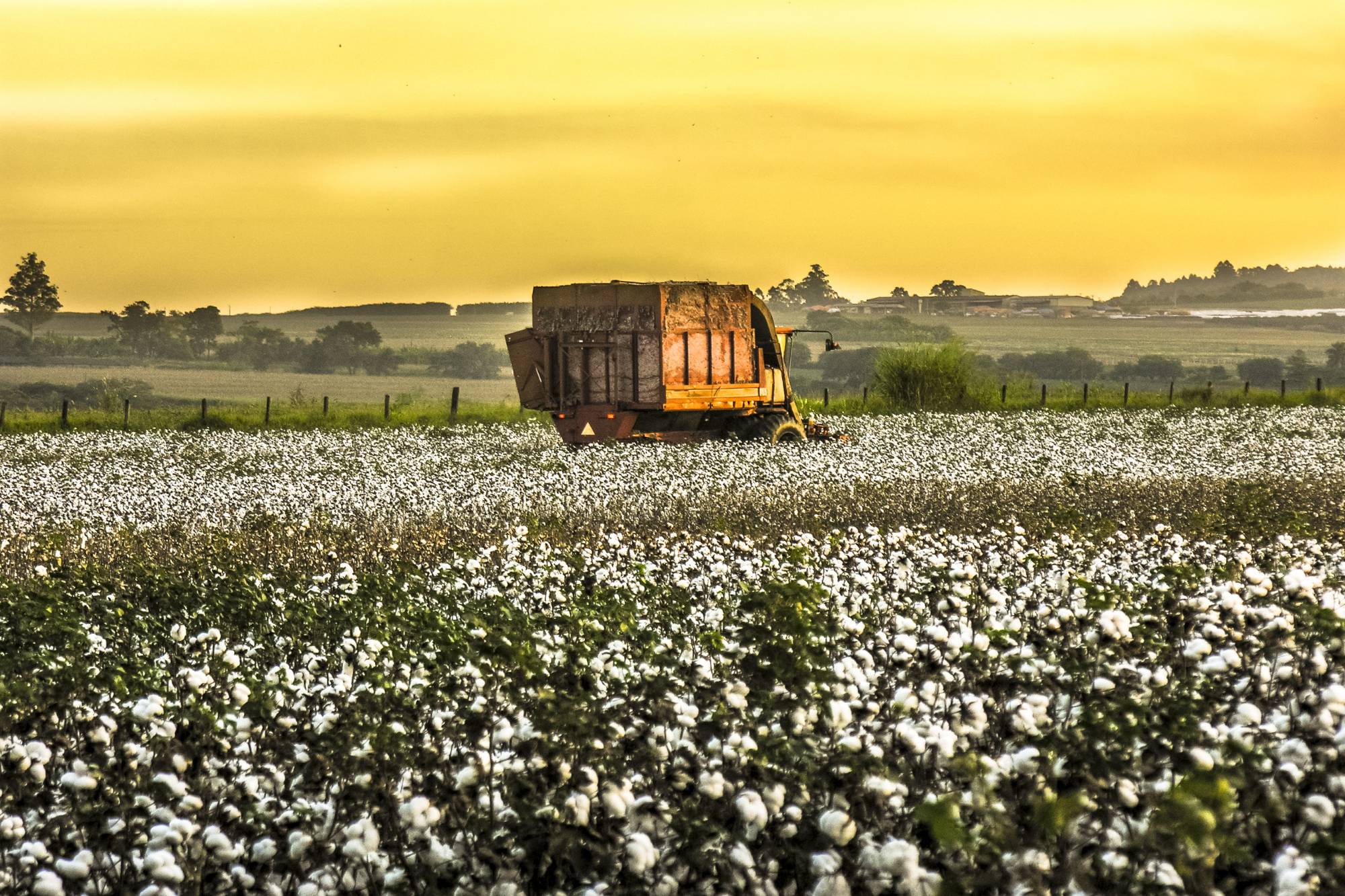 transporte de algodão